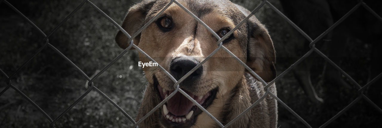 Dog in animal shelter waiting for adoption. dog behind the fences. dog in animal shelter cage.