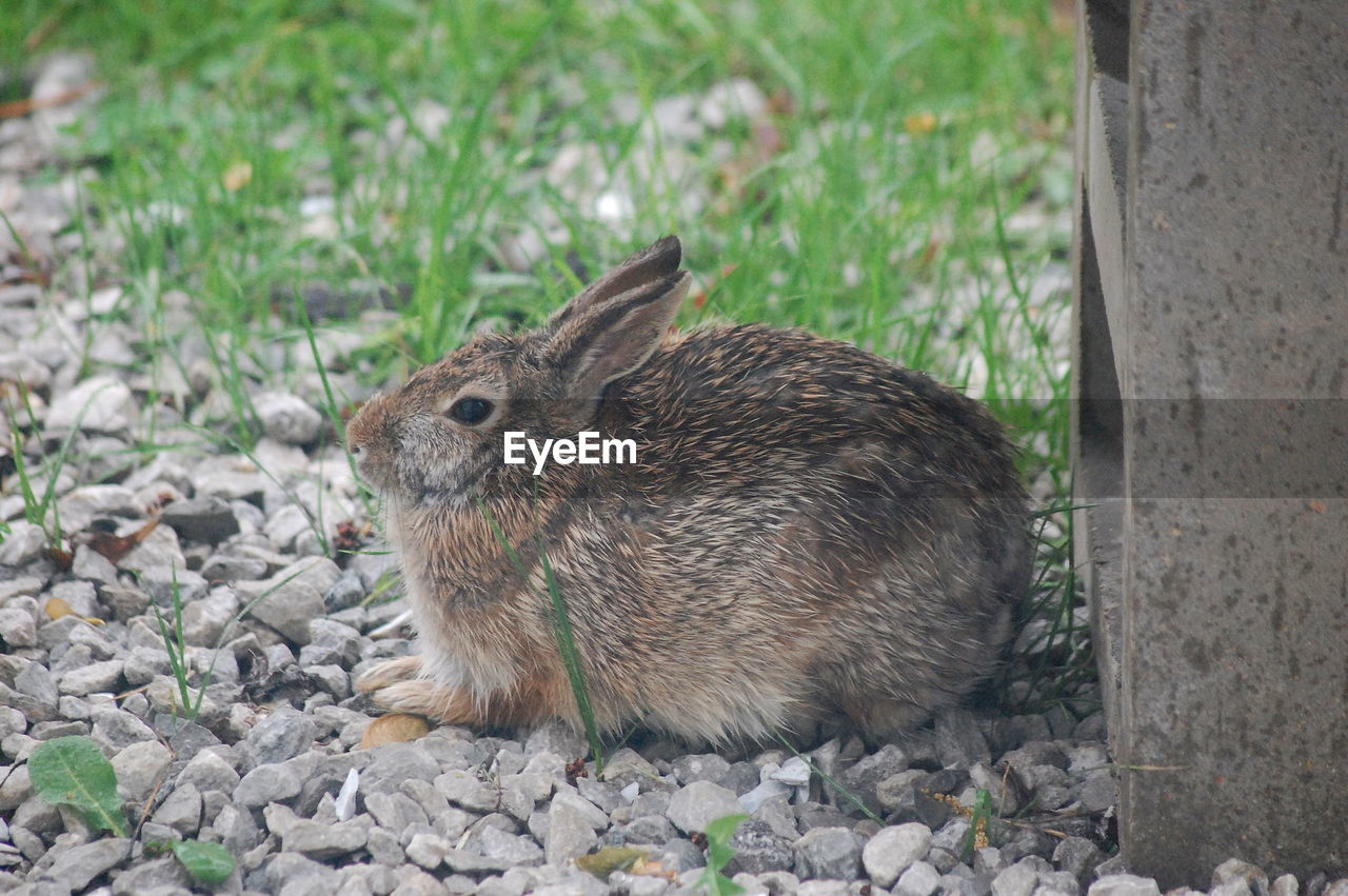 Eastern cottontail on stones