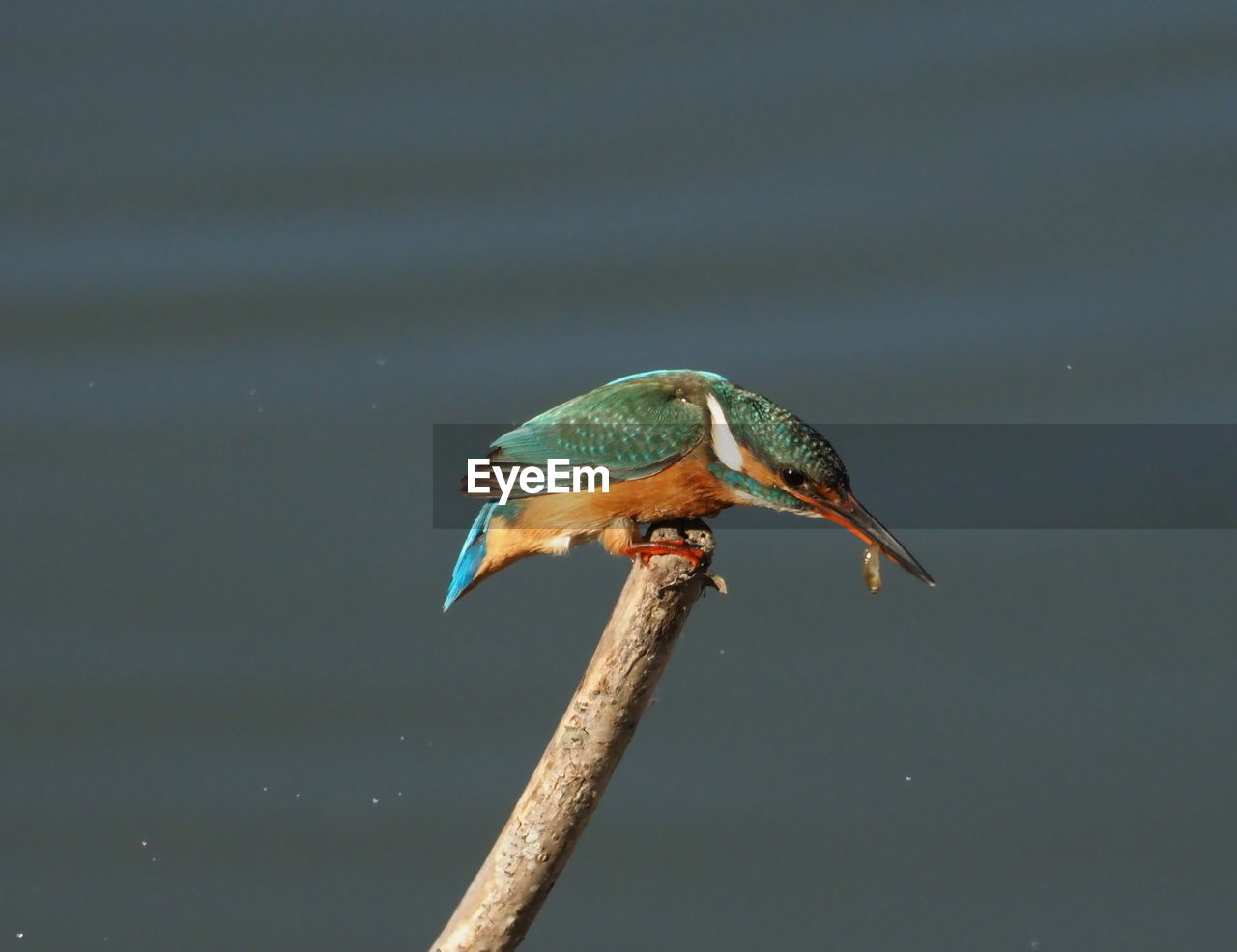 CLOSE-UP OF BIRD PERCHING ON A ROCK AGAINST SKY