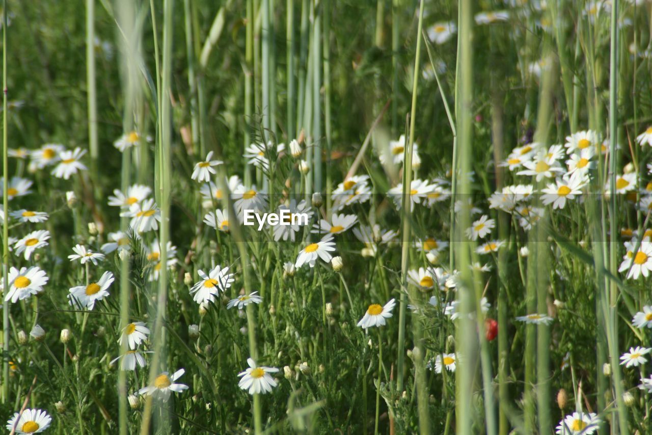 CLOSE-UP OF WHITE FLOWERING PLANTS GROWING ON LAND