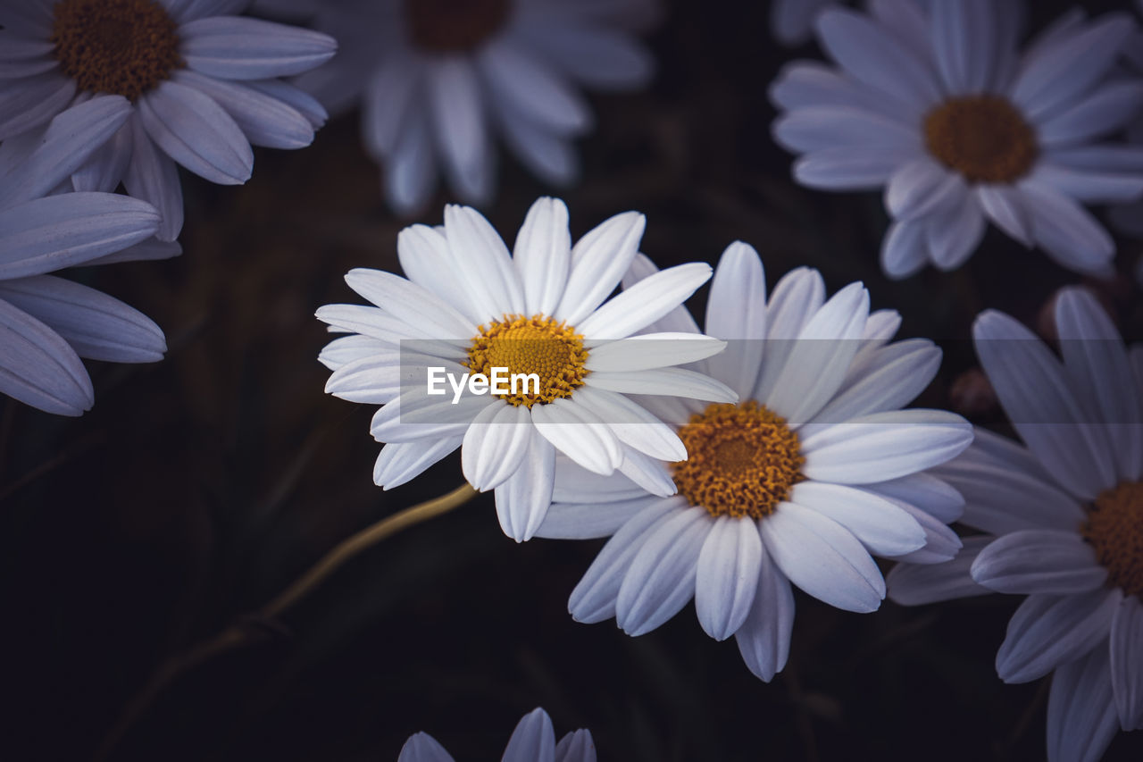 flower, flowering plant, plant, freshness, beauty in nature, petal, growth, fragility, nature, close-up, flower head, macro photography, inflorescence, daisy, pollen, no people, white, botany, outdoors, blossom, focus on foreground