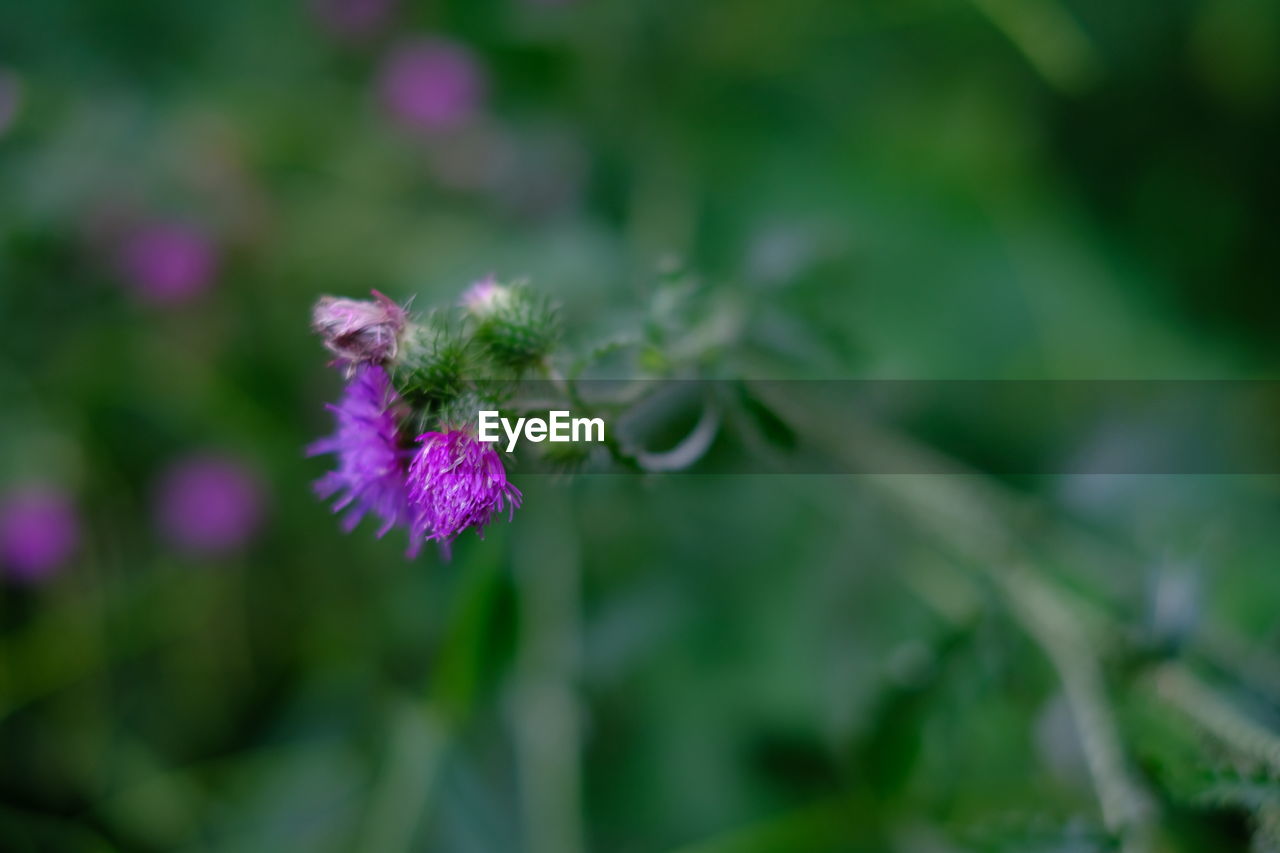 Close-up of purple flowering plant