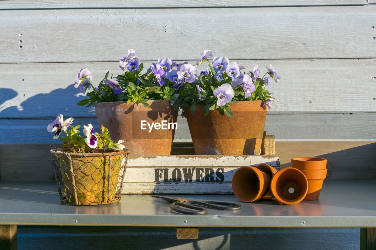 CLOSE-UP OF POTTED PLANT ON TABLE AGAINST WHITE WALL