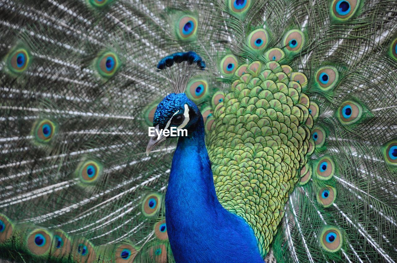 Close-up of peacock