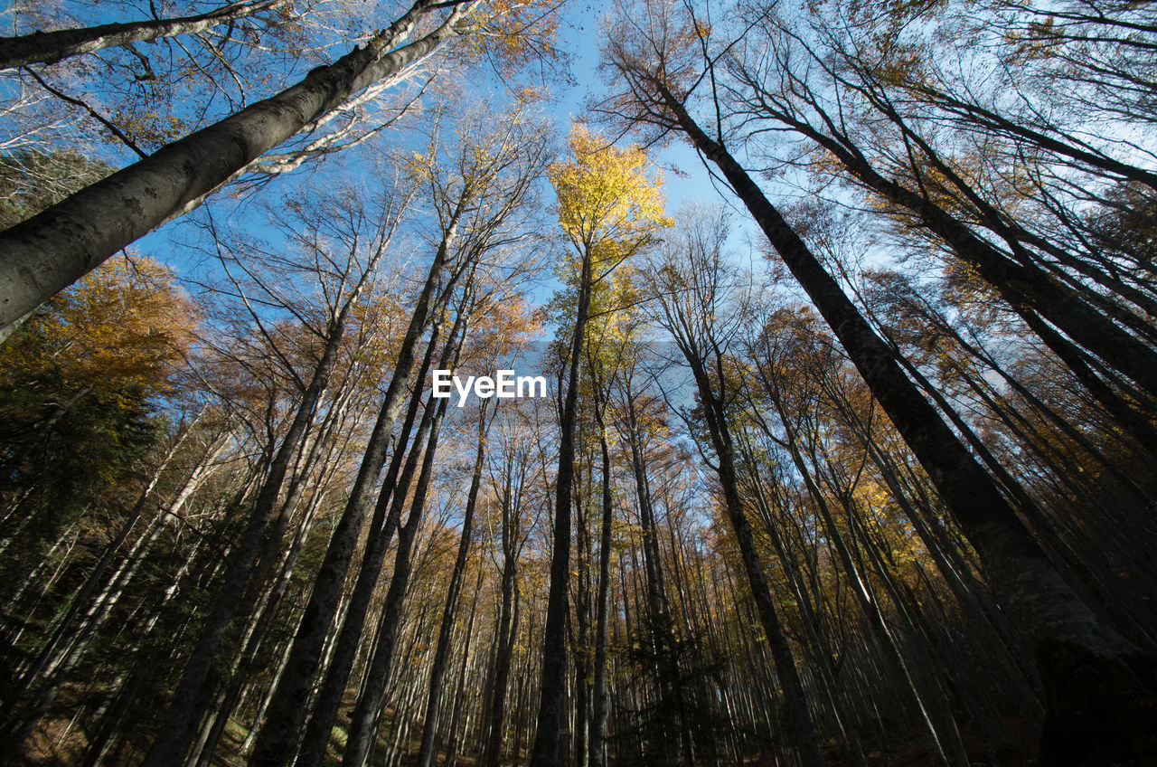 Low angle view of trees in forest