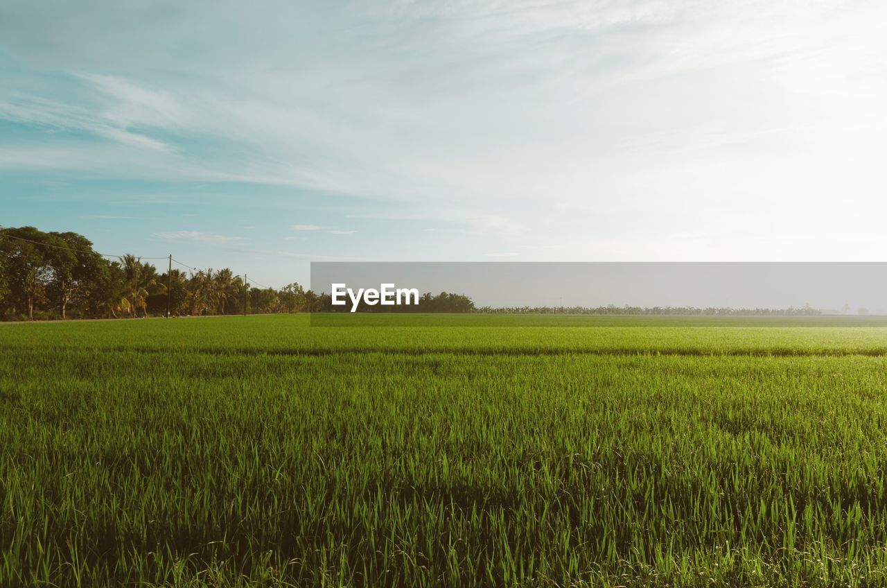 View of paddy fields before paddy is harvested