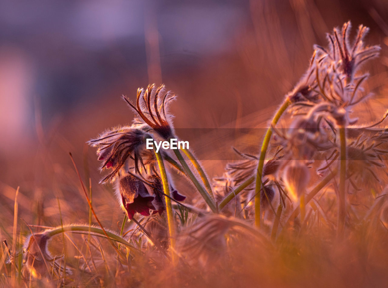 CLOSE-UP OF DRY FLOWER ON FIELD