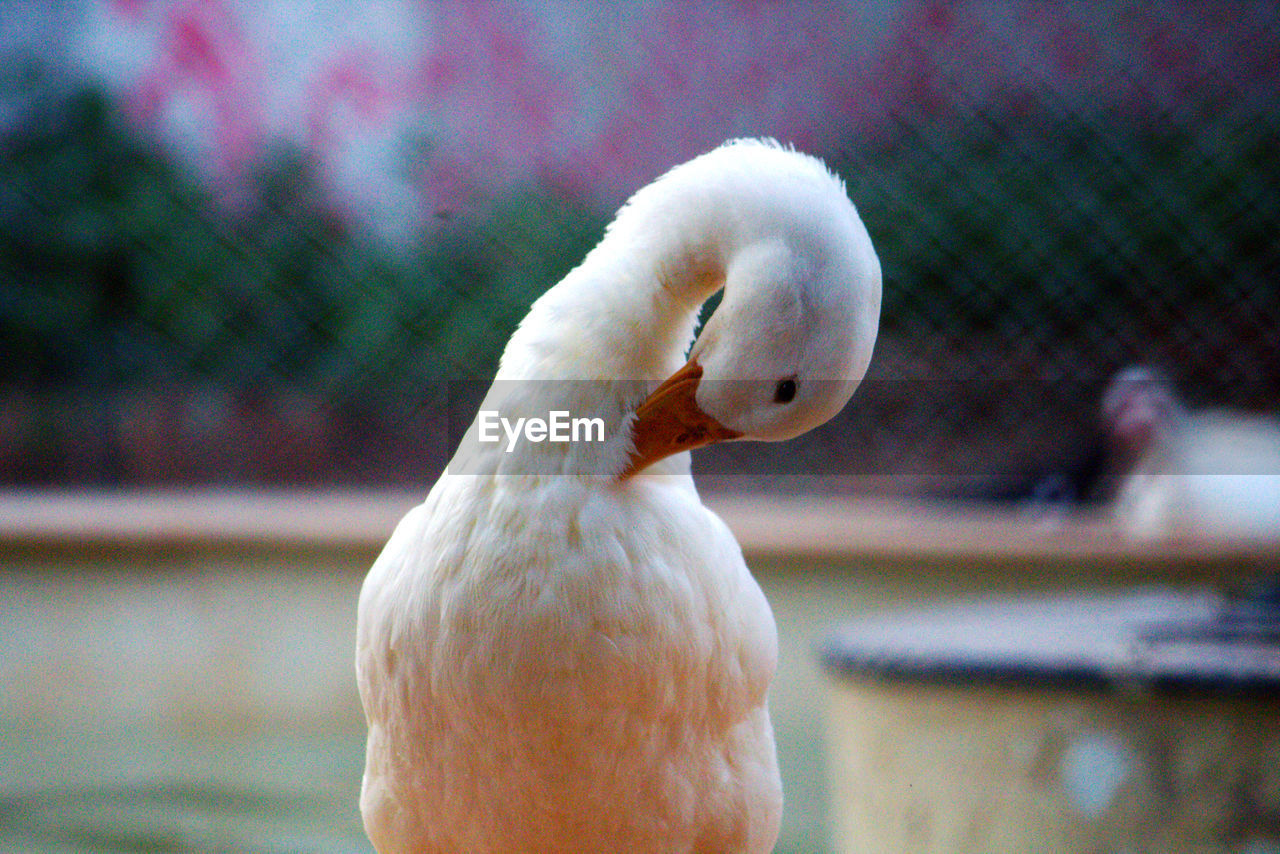 Close-up of swan preening outdoors