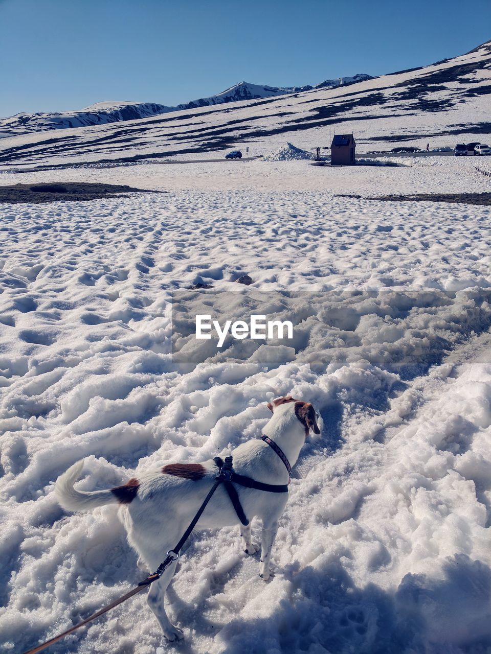 Beagle walking through the snowy alpine landscape of independence pass in colorado