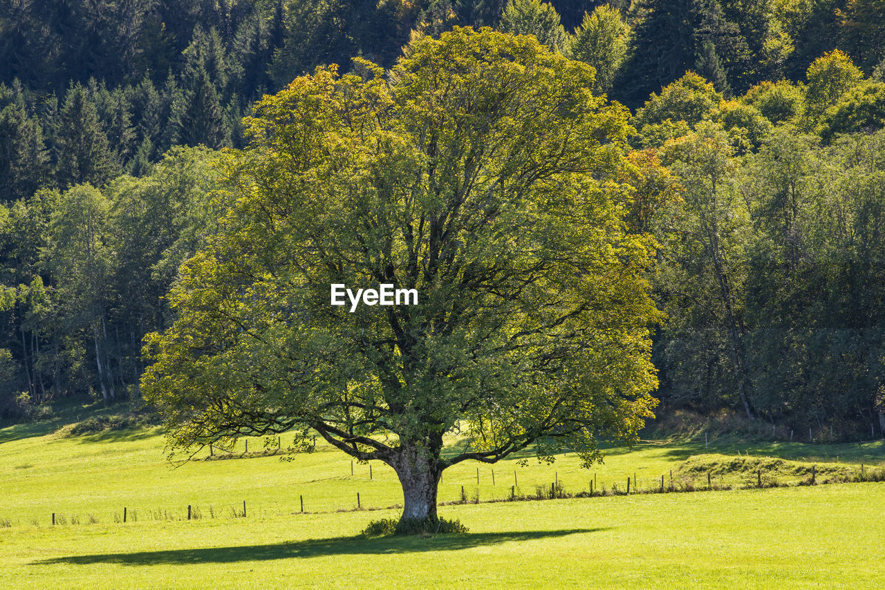 Singel beautiful maple tree in meadow