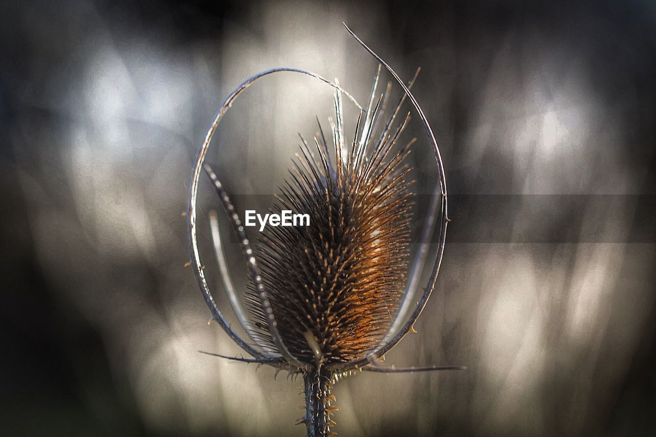 Close-up of dry thistle outdoors