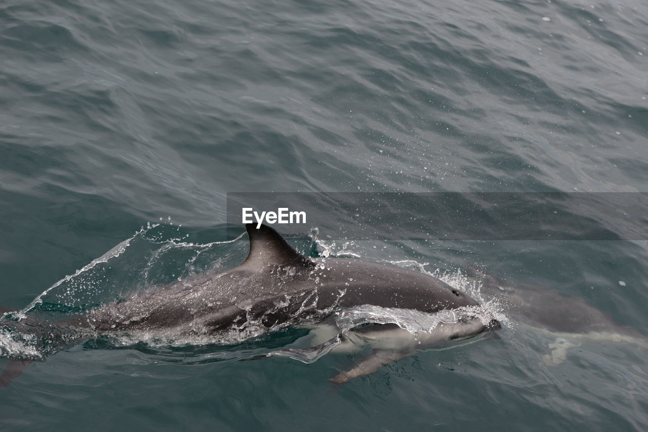 HIGH ANGLE VIEW OF WHALE SWIMMING IN SEA