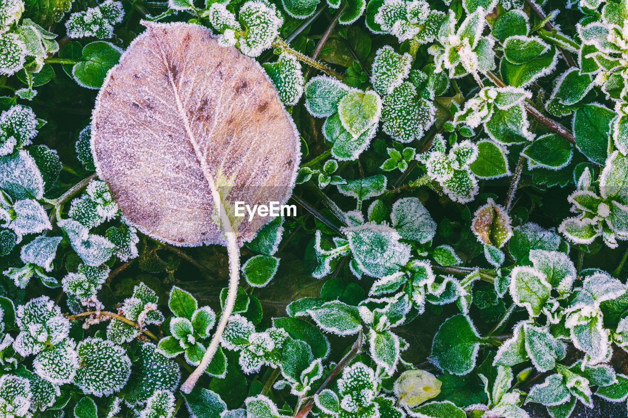 HIGH ANGLE VIEW OF LEAVES ON FIELD