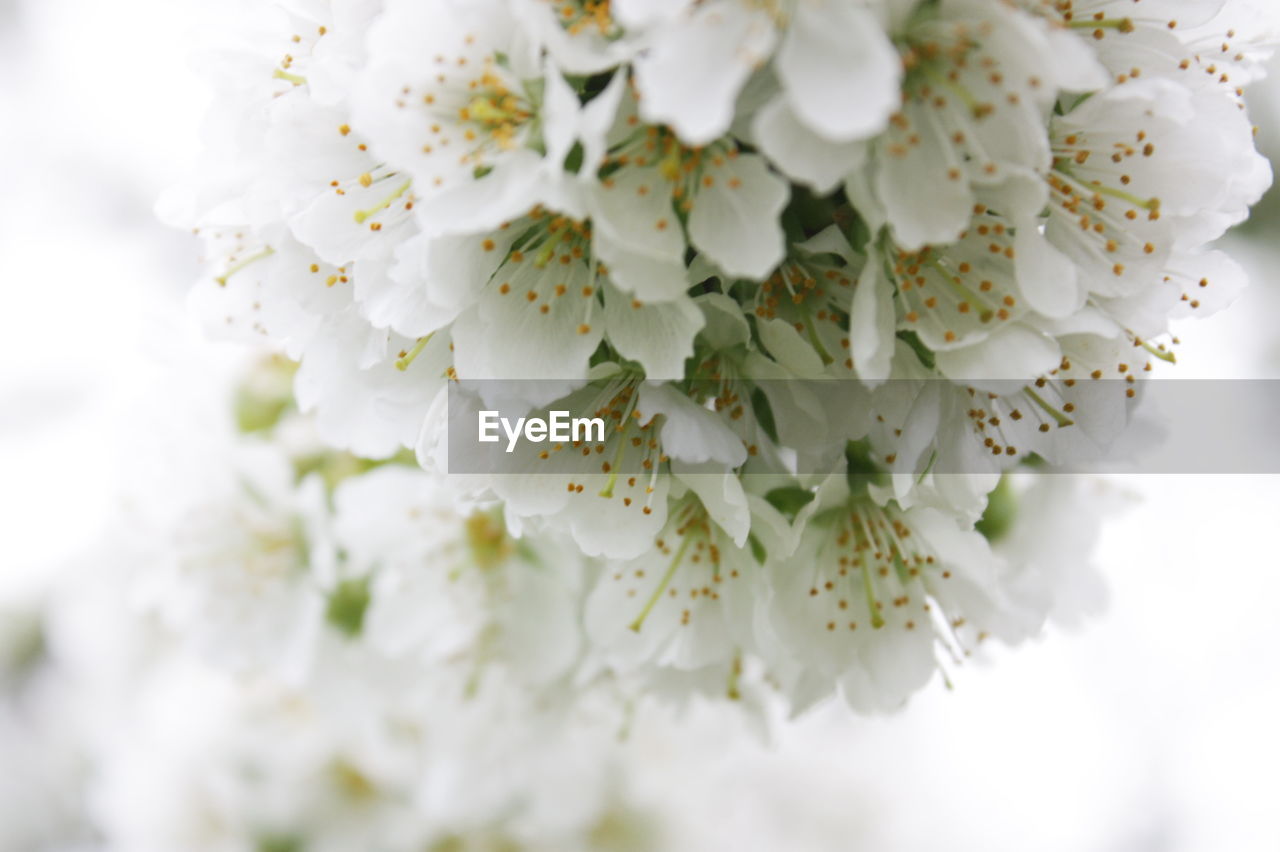 Close-up of white flowers against blurred background