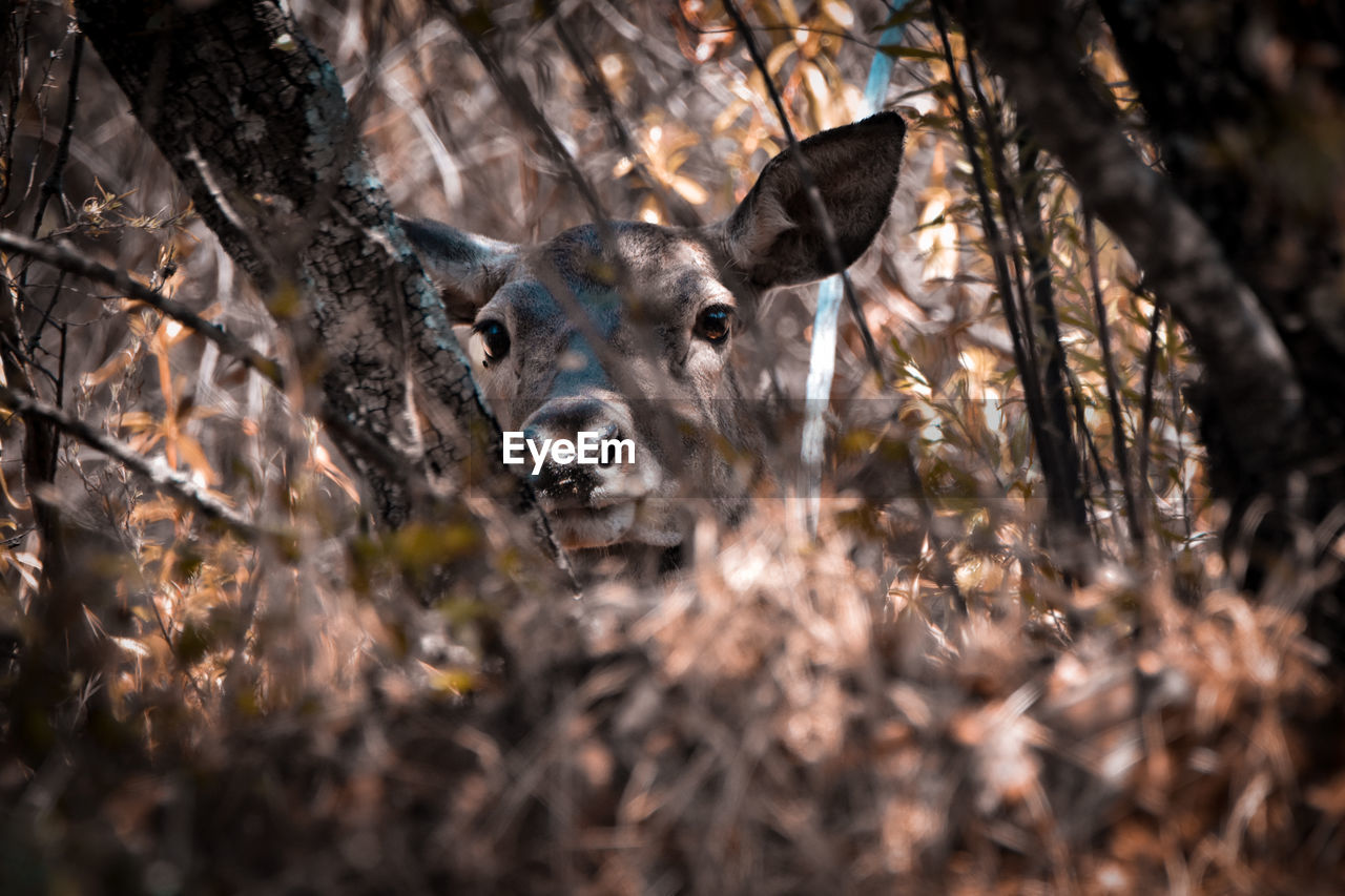 CLOSE-UP OF AN ANIMAL
