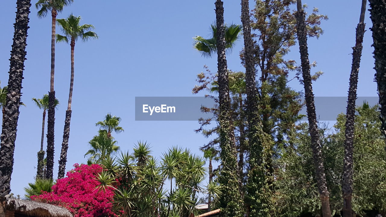 LOW ANGLE VIEW OF PALM TREES AGAINST CLEAR SKY