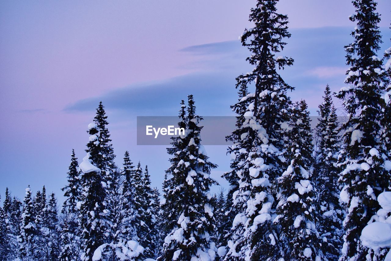 Low angle view of pine trees against sky during winter