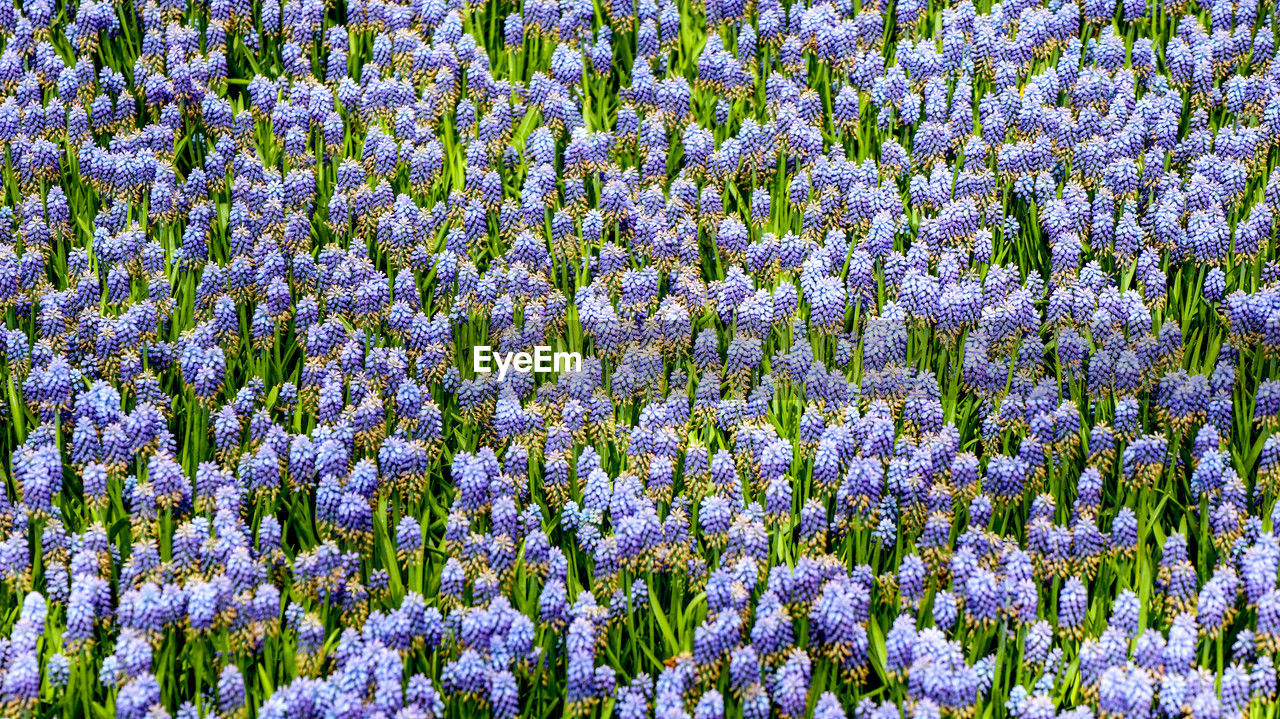 plant, flower, flowering plant, beauty in nature, growth, freshness, fragility, field, full frame, land, no people, backgrounds, nature, day, abundance, springtime, purple, blossom, meadow, wildflower, botany, tranquility, close-up, outdoors