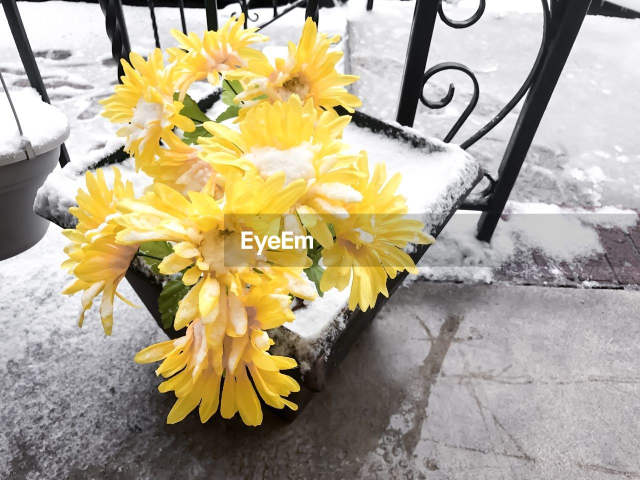 CLOSE-UP OF YELLOW FLOWERS AND LEAVES