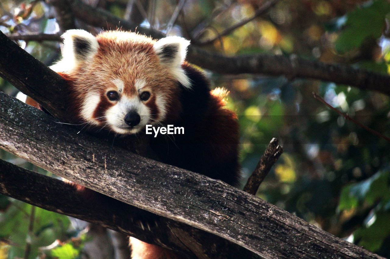 Close-up of red panda on a branch