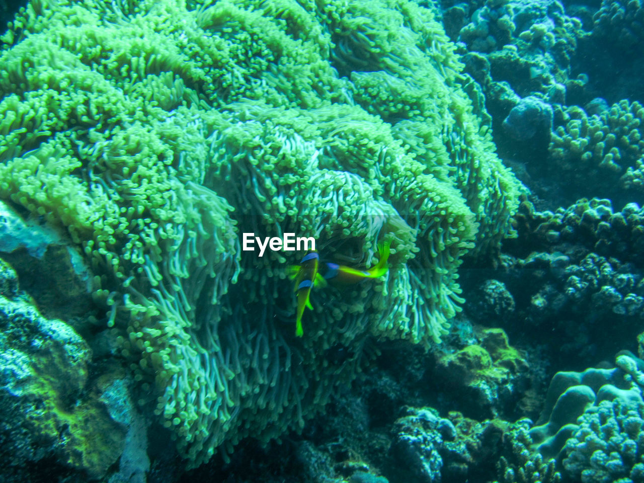 FISH SWIMMING UNDERWATER