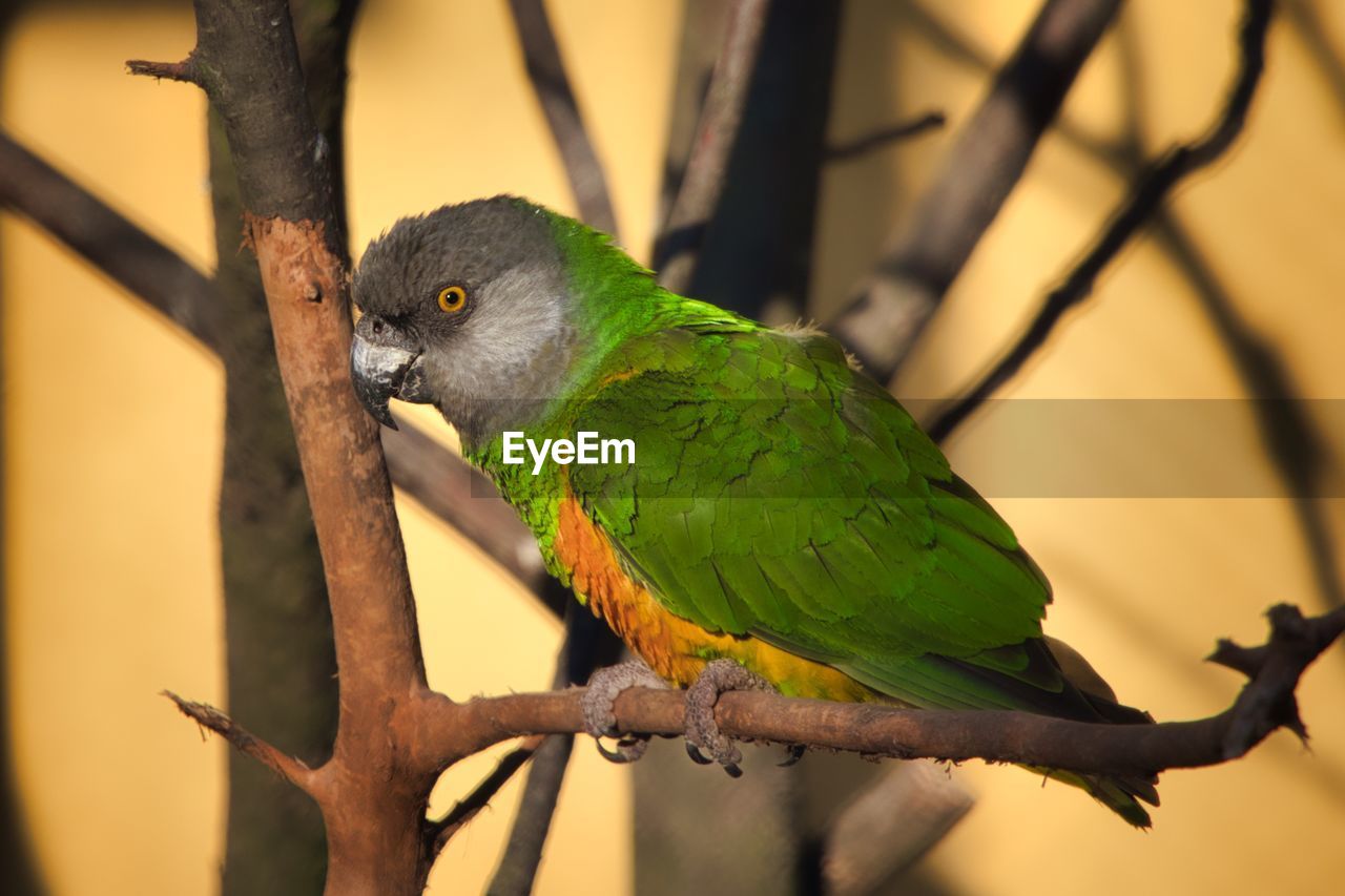 Close-up of parrot perching on branch