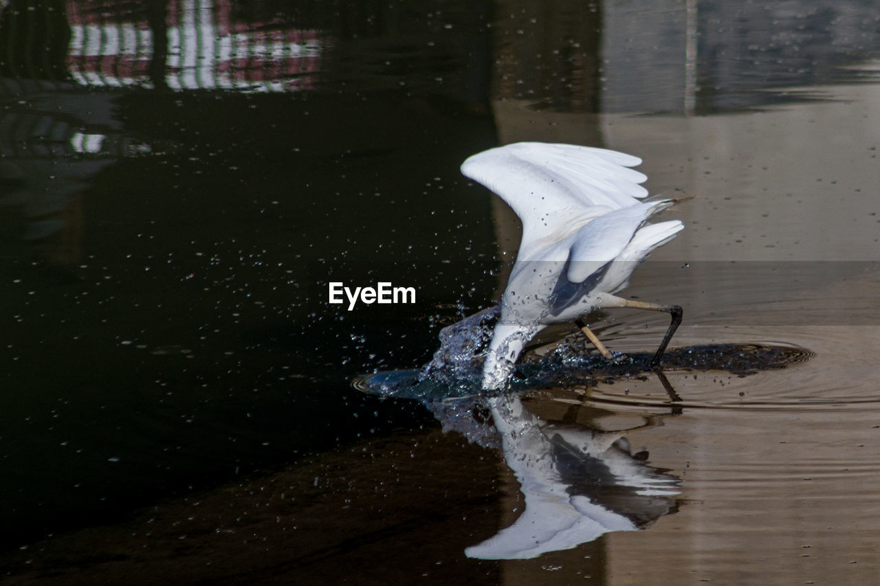 Close-up of bird hunting