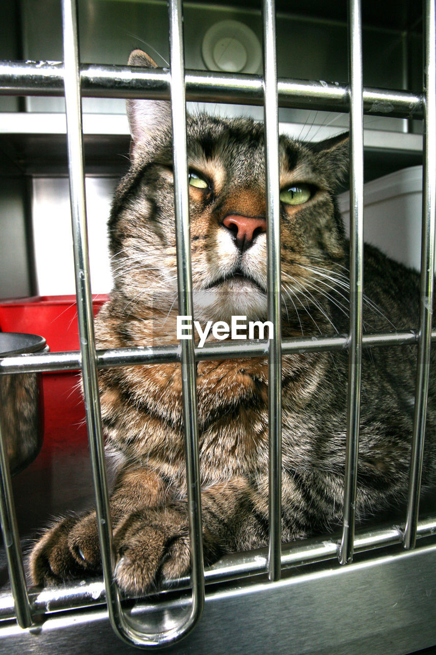 Close-up of cat in cage