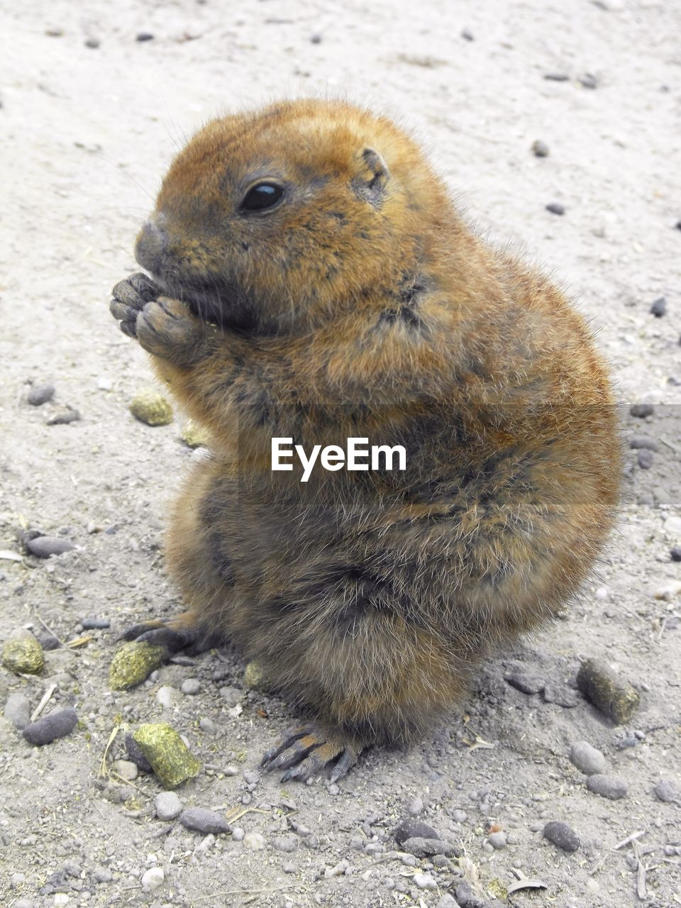 High angle view of prairie dog on field at zoo