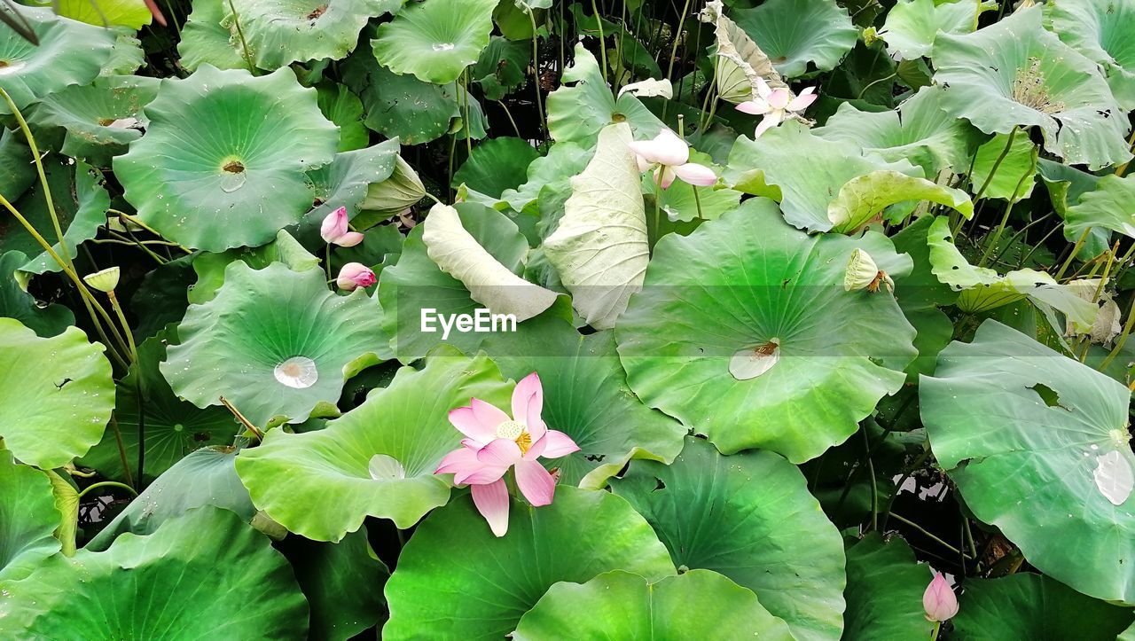 CLOSE-UP OF FLOWERING PLANTS