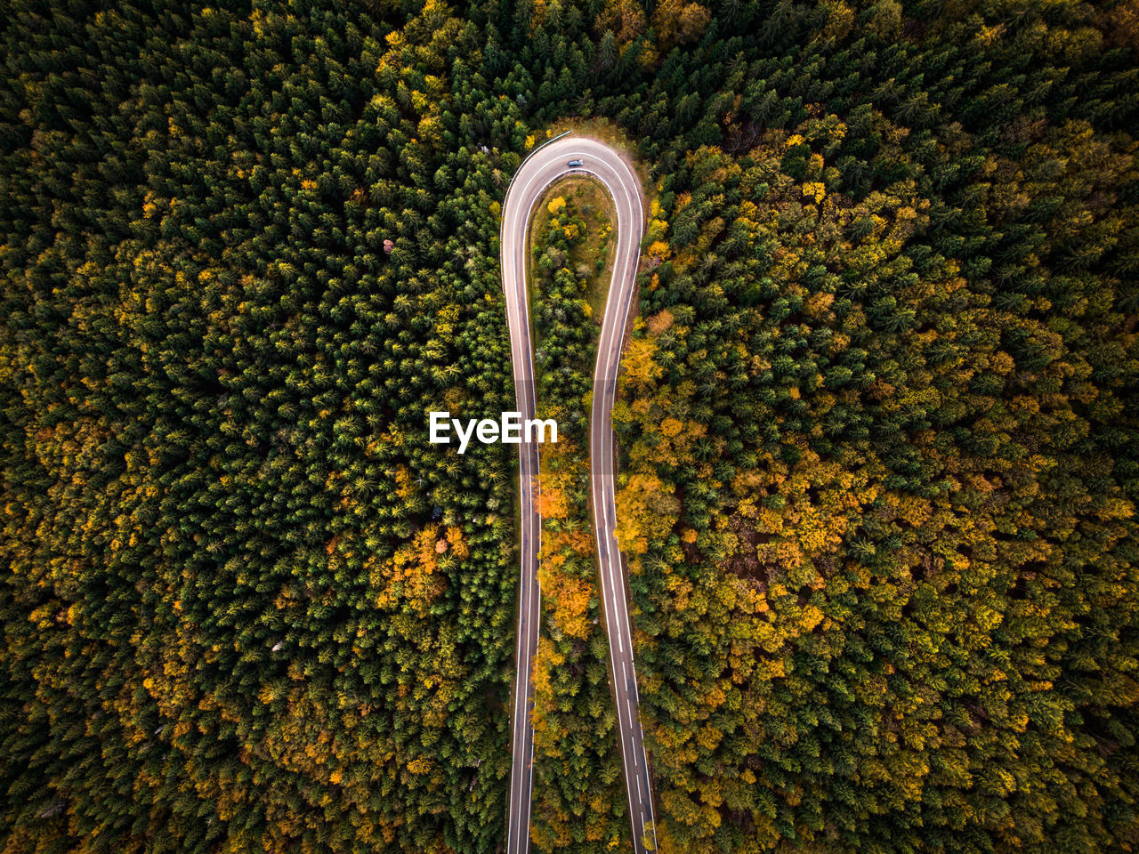 High angle view of a roadway through a forest