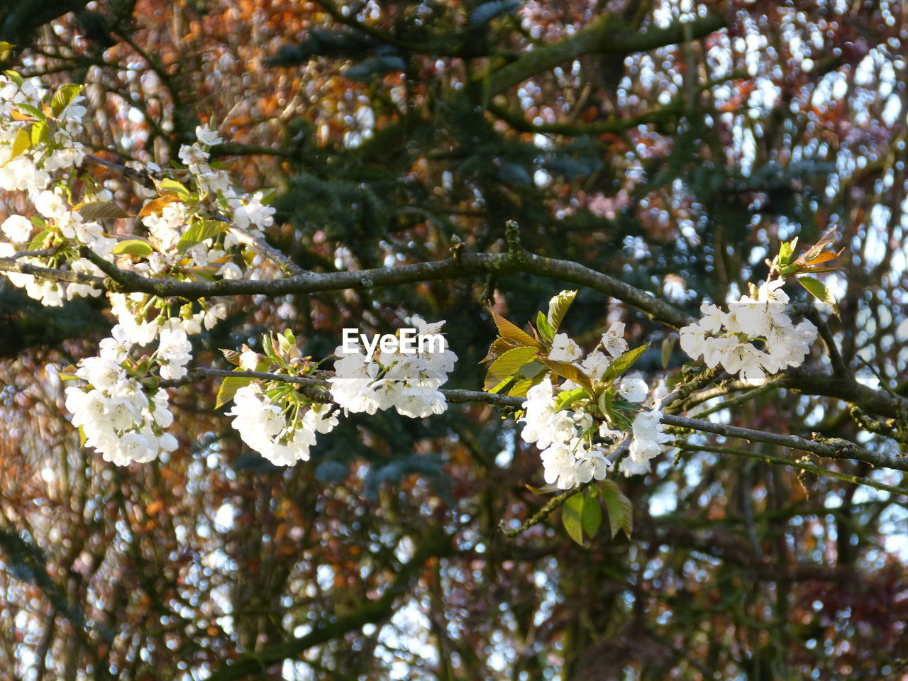 CLOSE-UP OF FRESH YELLOW FLOWERS