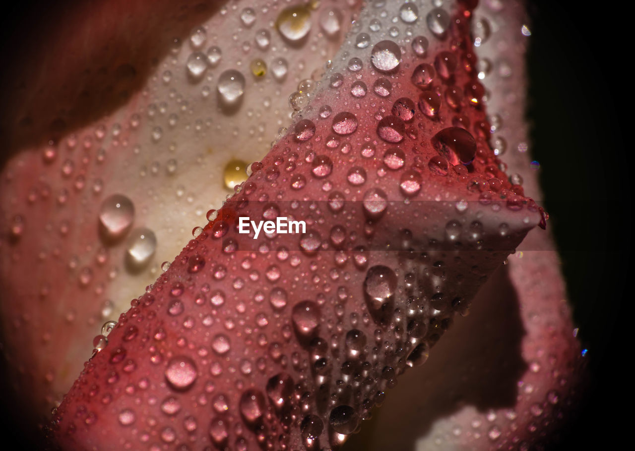 Extreme close-up of raindrops on flower petal