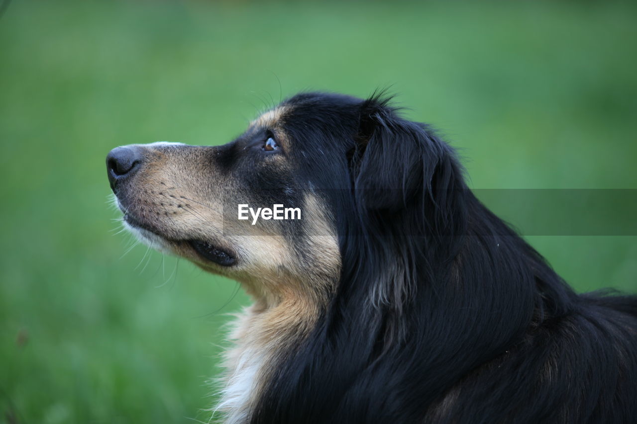 CLOSE-UP OF DOG LOOKING AWAY OUTDOORS