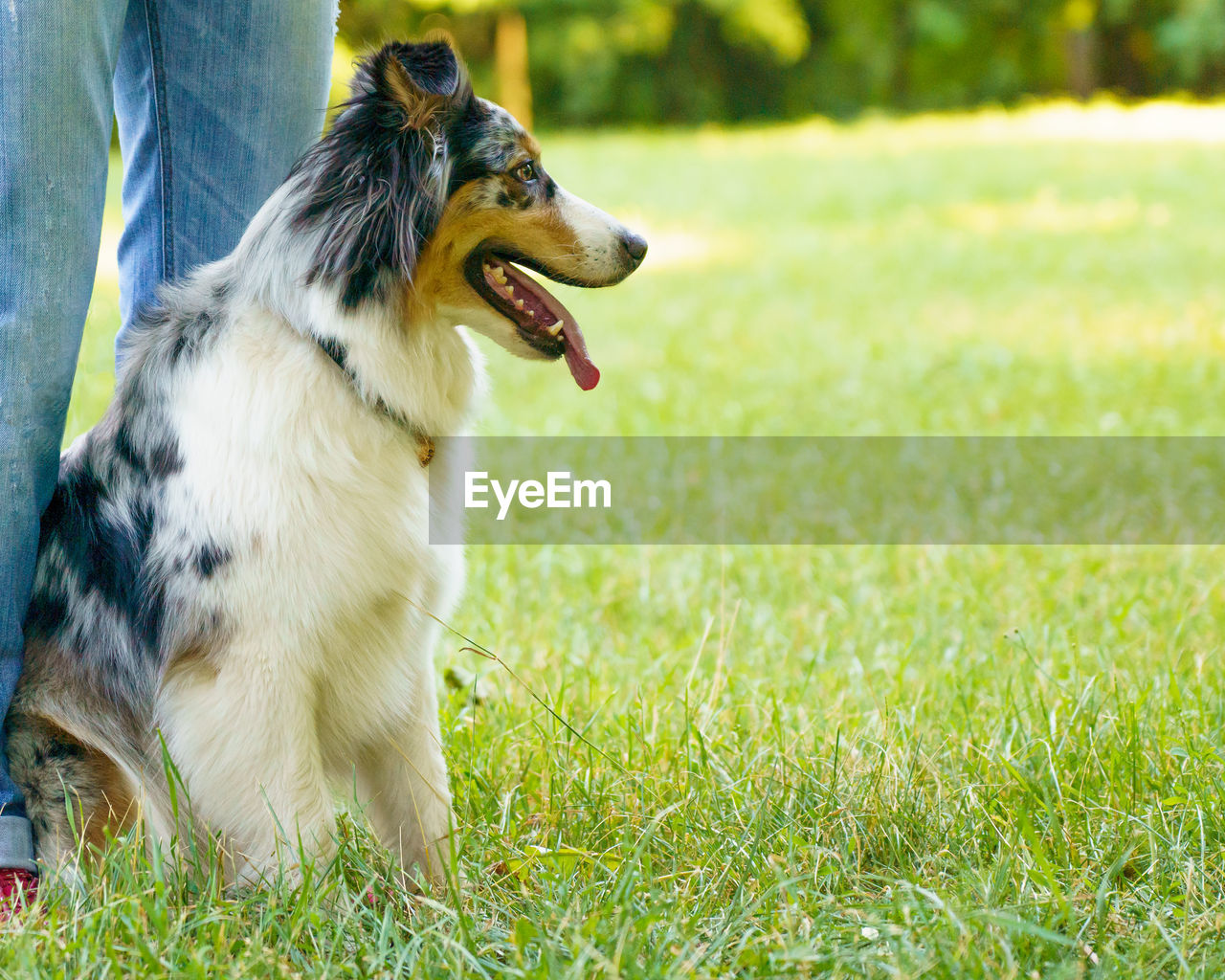 Adorable dog australian shepherd near owners legs in green meadow during walk in nature