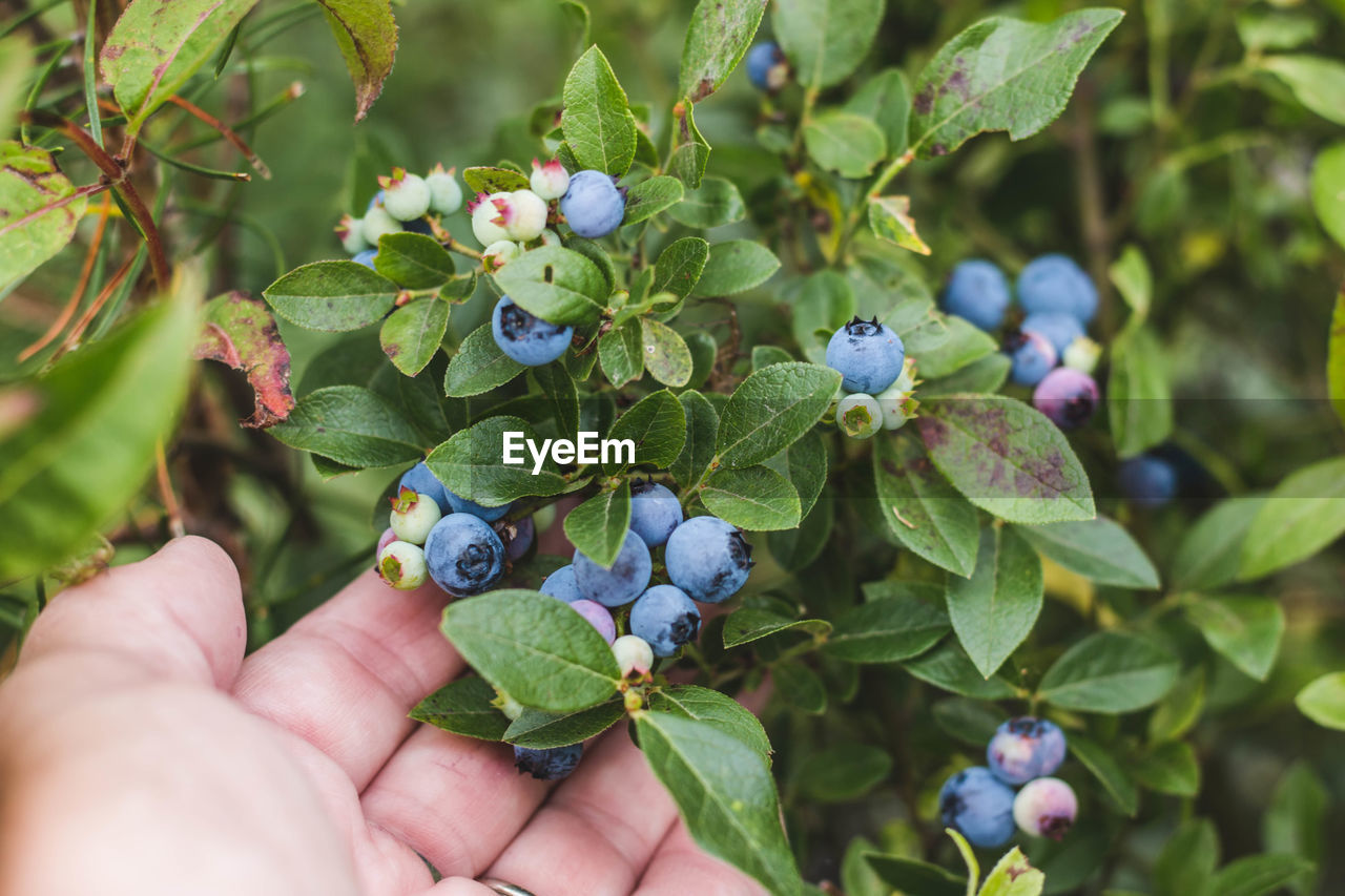 Close-up of hand touching blueberries on plant