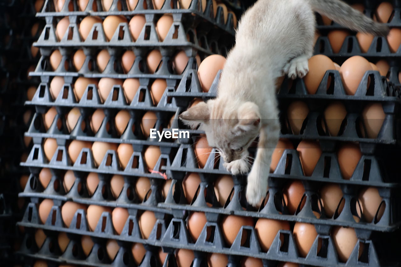 Cat walking on egg crates