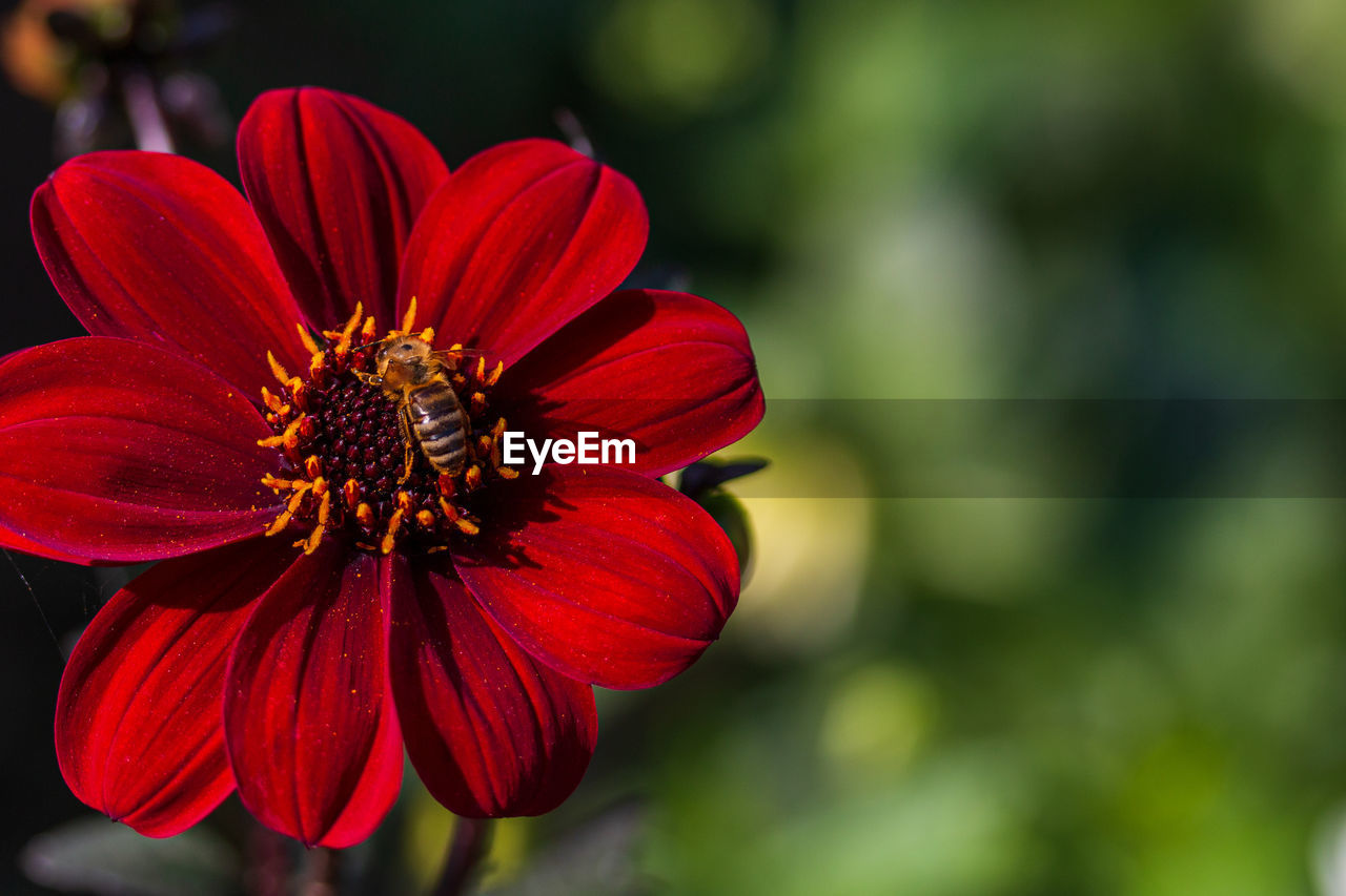 CLOSE-UP OF RED ROSE