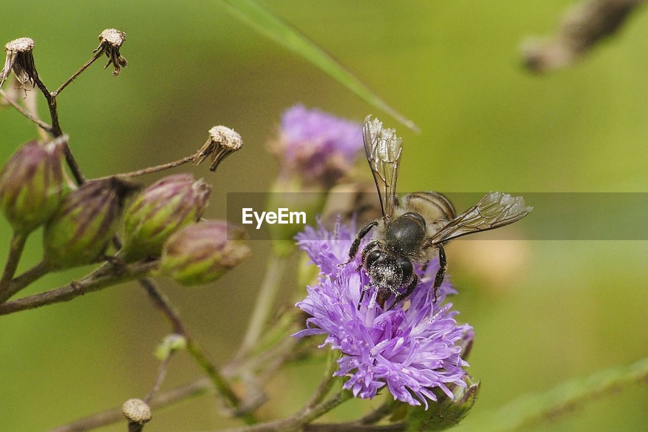 CLOSE-UP OF BEE ON PURPLE FLOWERS