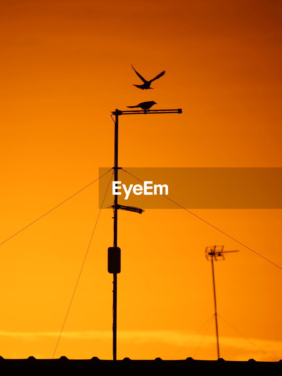 yellow, line, orange color, no people, sky, silhouette, cable, nature, sunset, hanging, orange, electricity, outdoors, communication, font