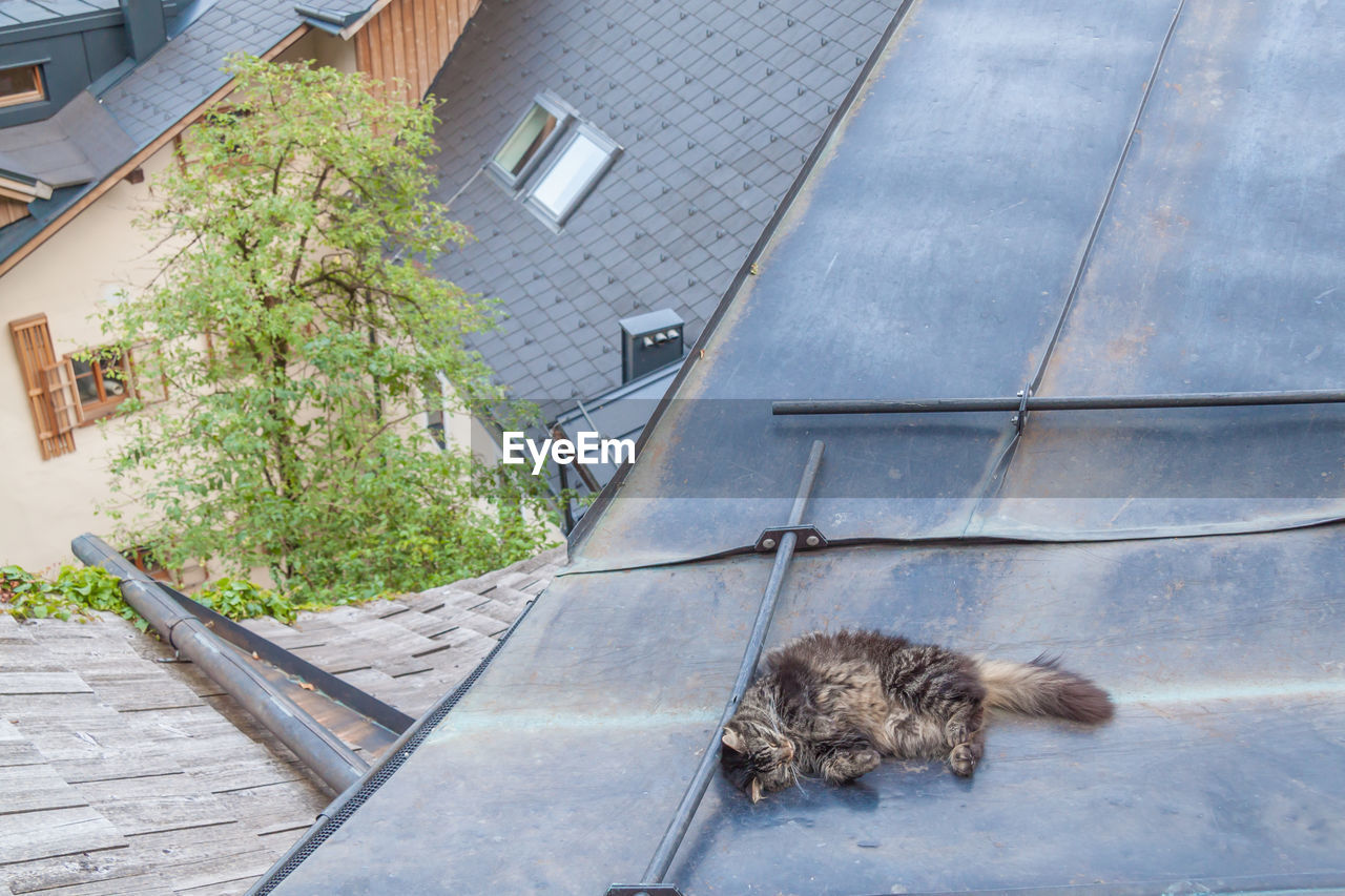 HIGH ANGLE VIEW OF CAT SLEEPING IN A CAR