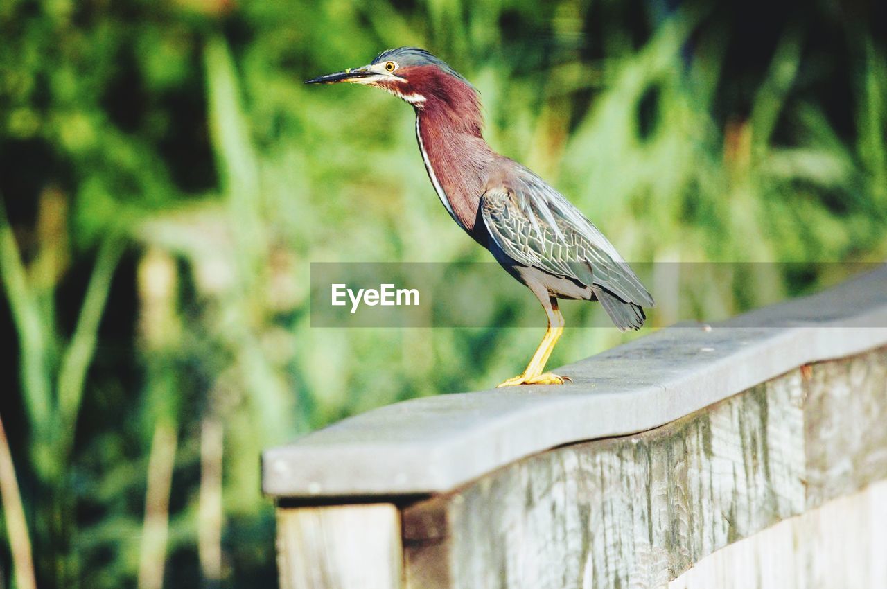 BIRD PERCHING ON WOOD