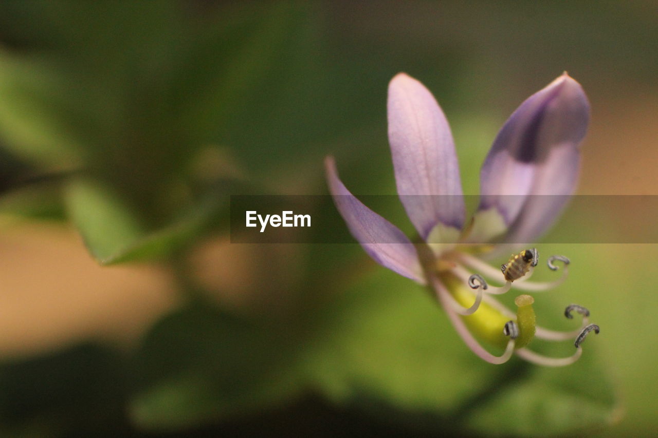 Close-up of purple flowering plant