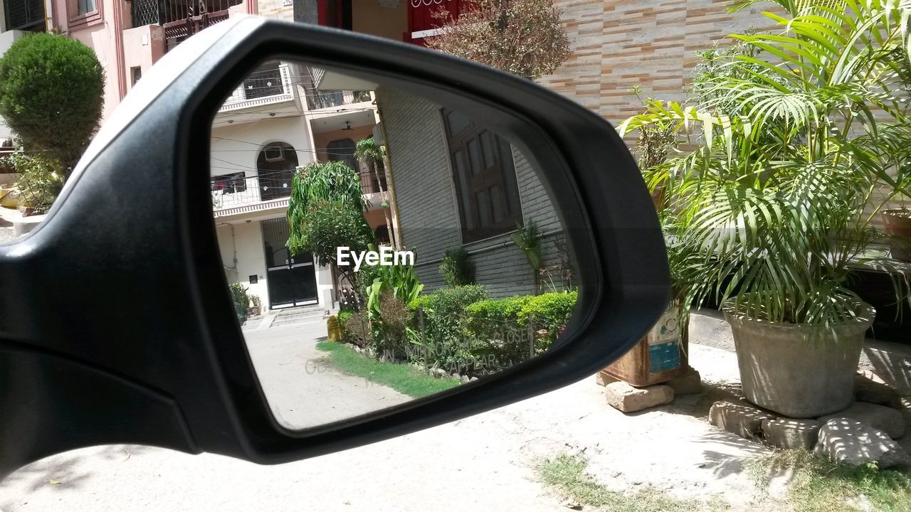 CLOSE-UP OF PLANTS IN THE WINDOW