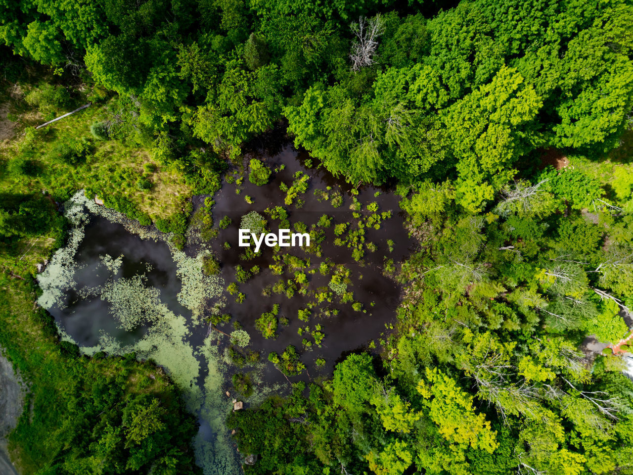 High angle view, with a drone,  of trees in forest