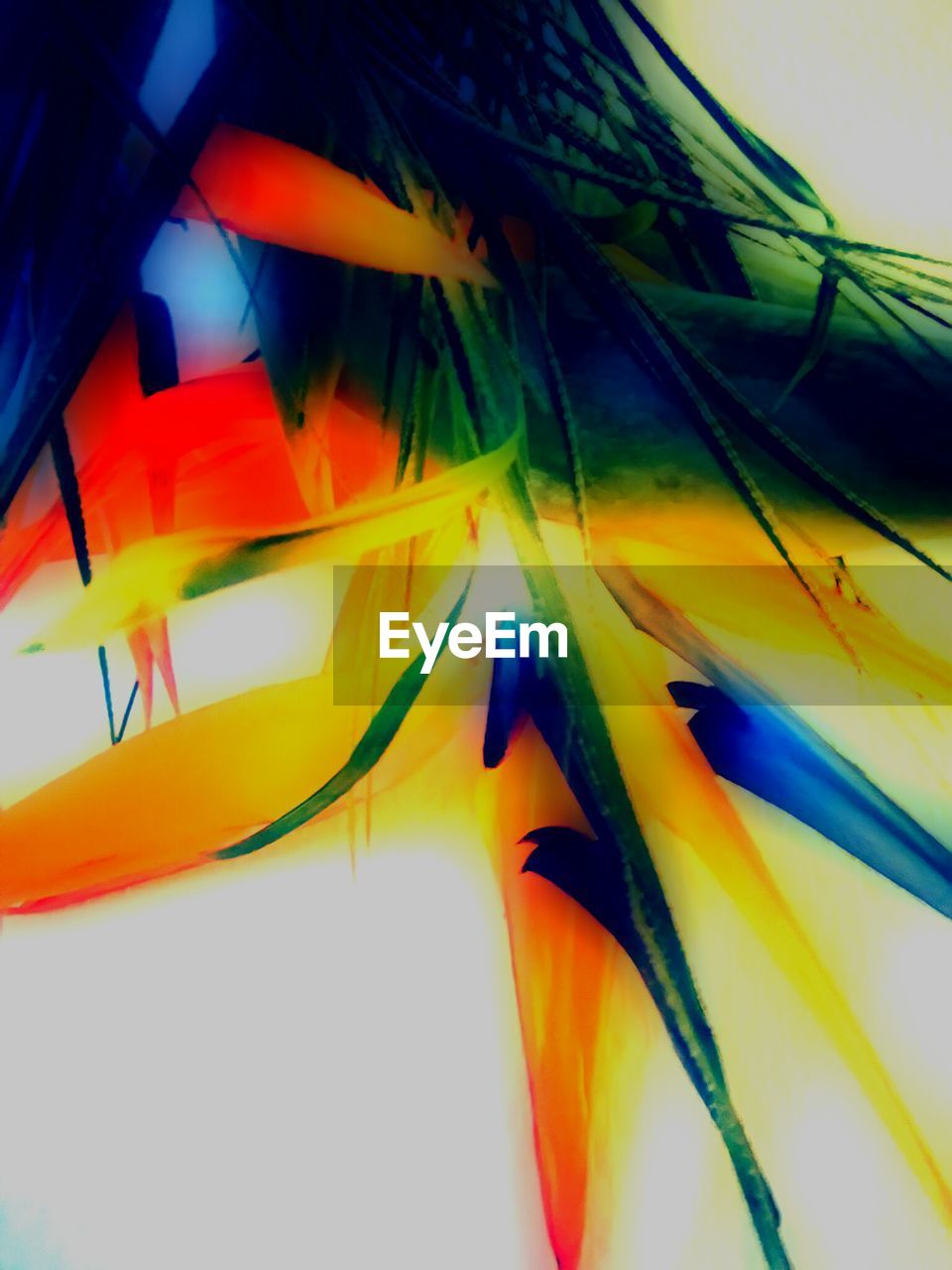 LOW ANGLE VIEW OF COLORFUL BALLOONS