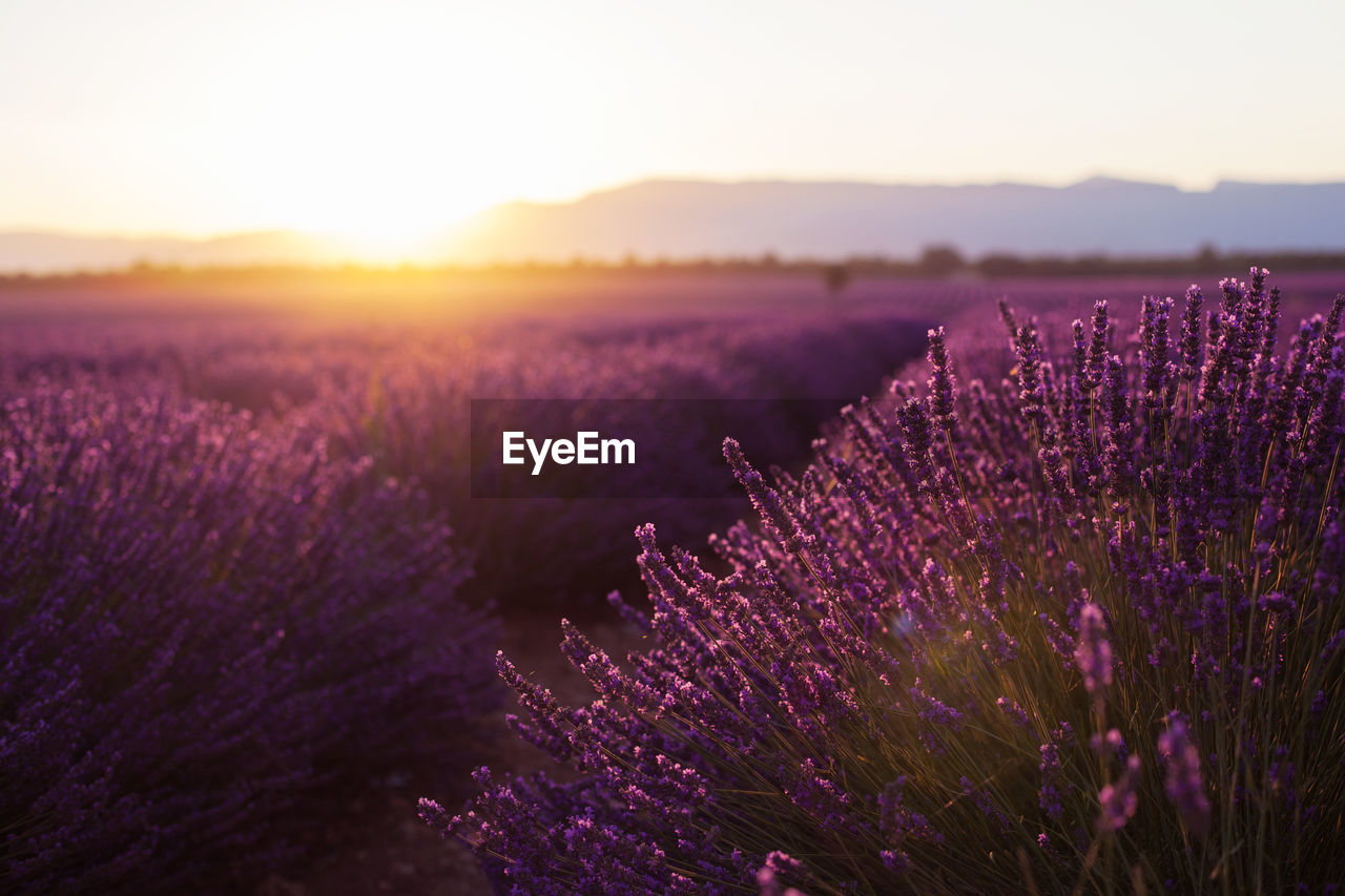 Fragrant lavender flowers at beautiful sunrise, valensole, provence, france, close up