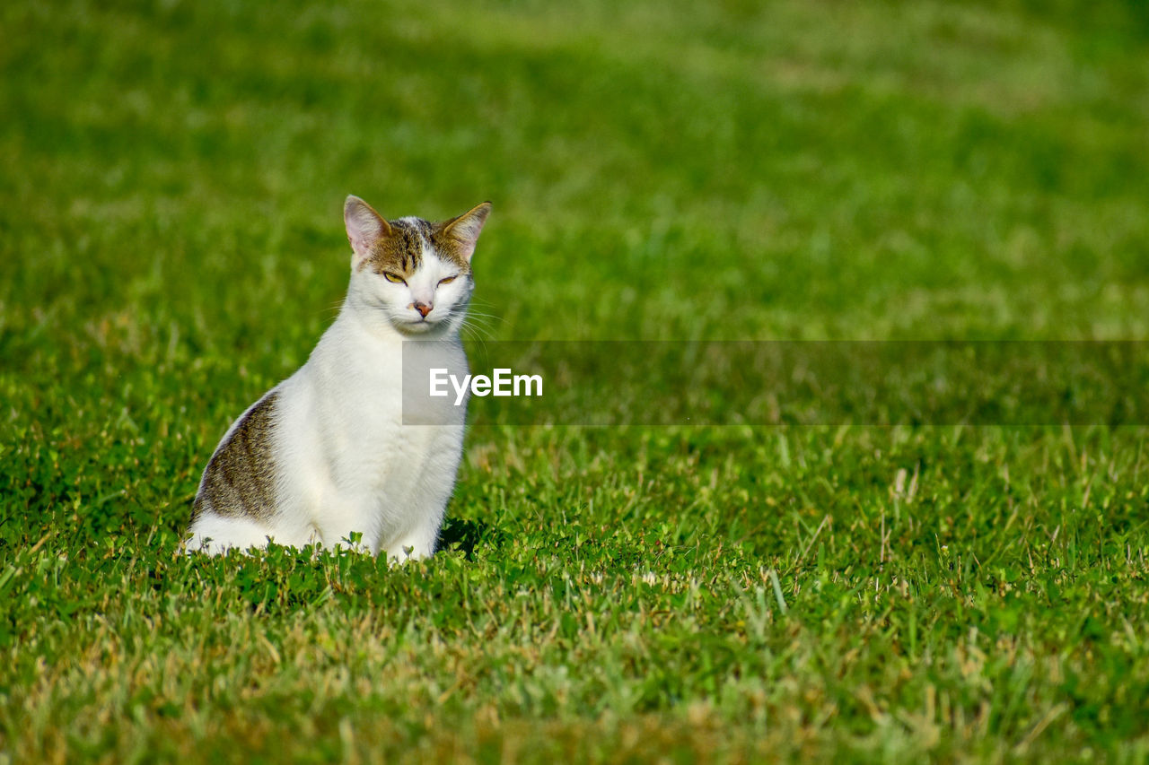 portrait of cat on grassy field