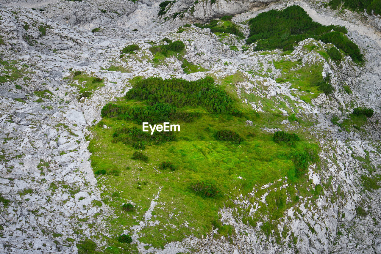 HIGH ANGLE VIEW OF MOSS ON ROCKS