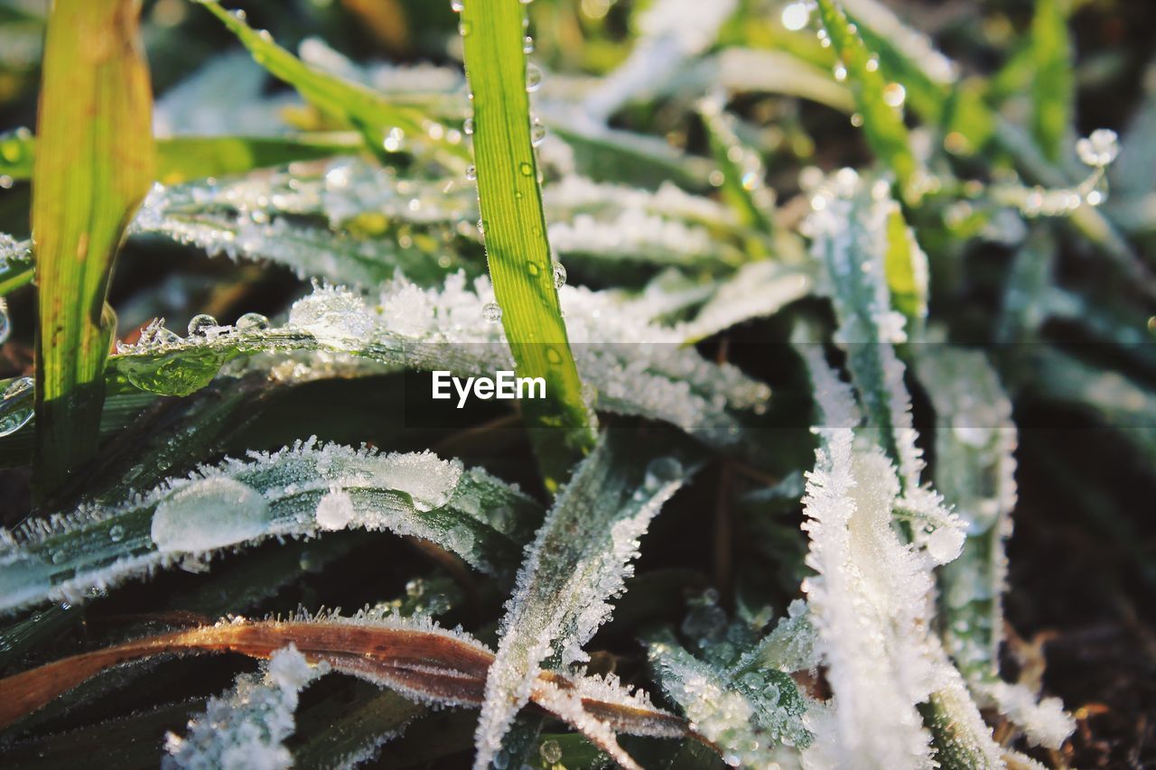 Close-up of fresh plants on snow